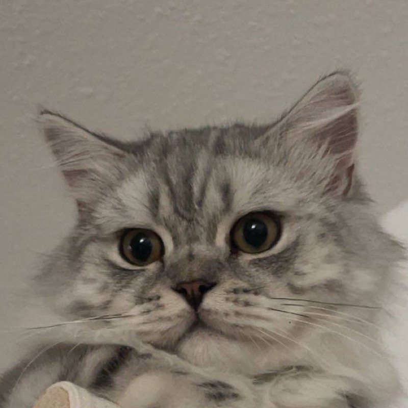 Nimbus, britisch Langhaar Kater